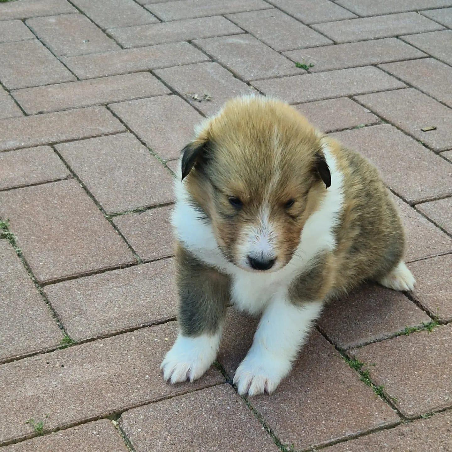 Collie-Welpen ab 22.07.2024 in liebevolle Hände a