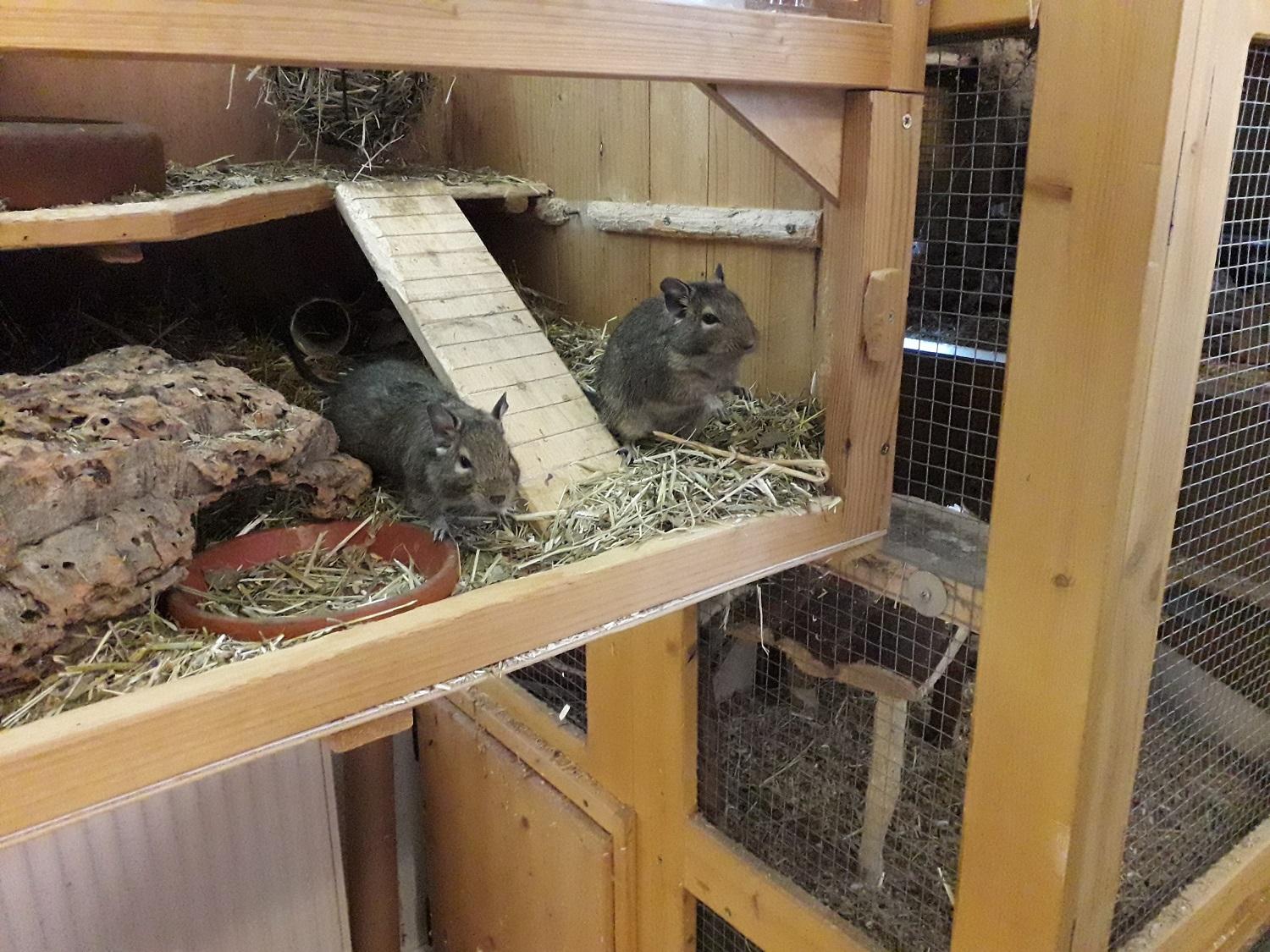 Degus männlich - 2 Stück (wenn gewünscht plus S