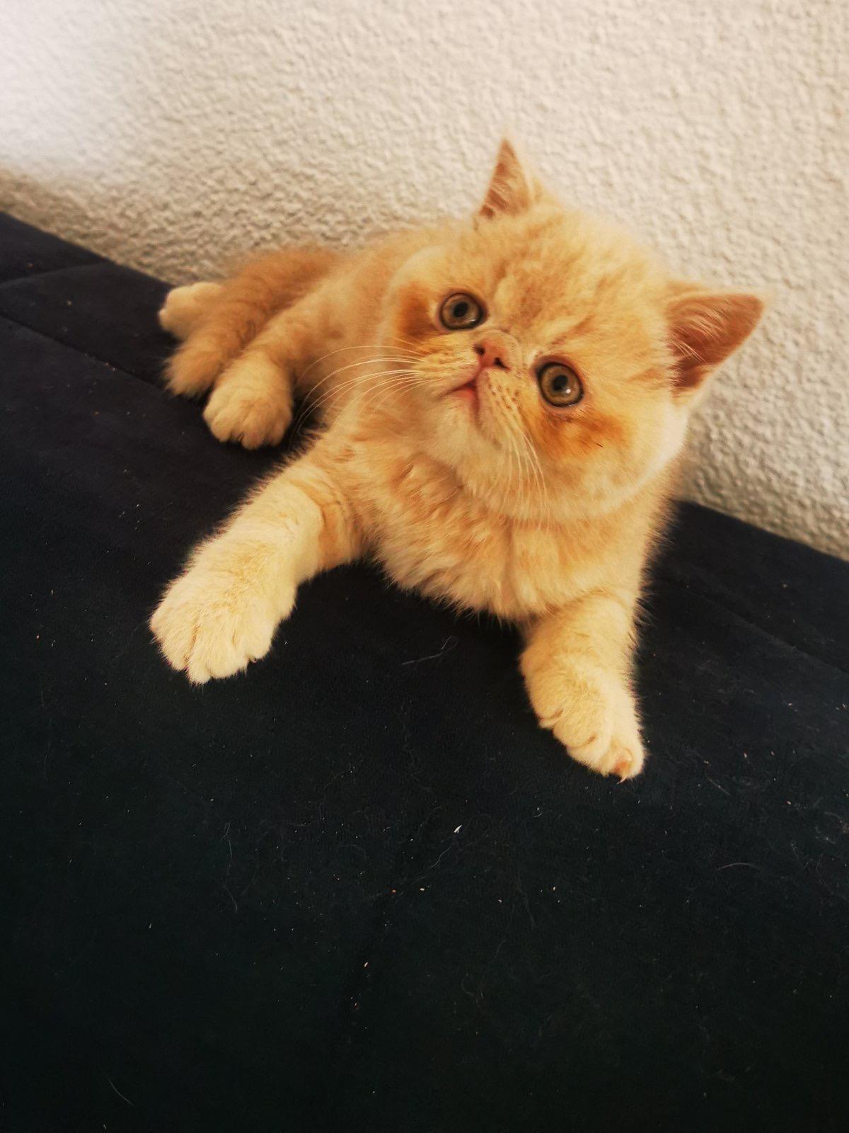 Exotische kurzhaarige Junge zu verkaufen