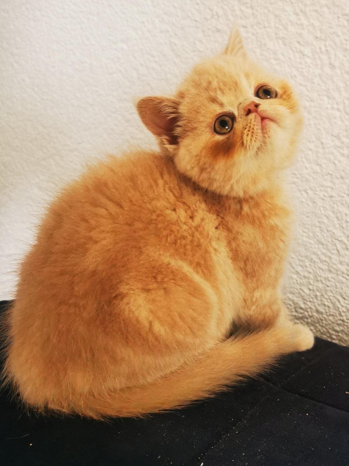 Exotische kurzhaarige Junge zu verkaufen