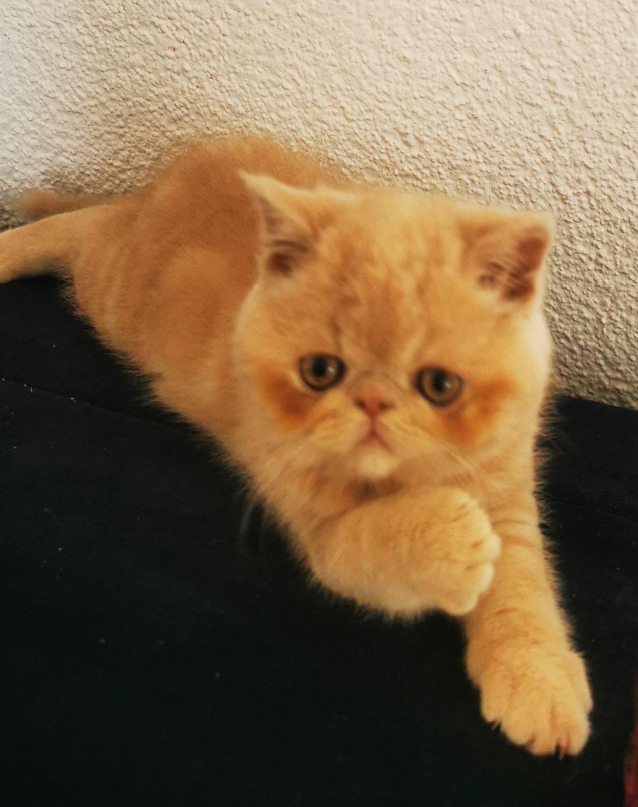 Exotische kurzhaarige Junge zu verkaufen