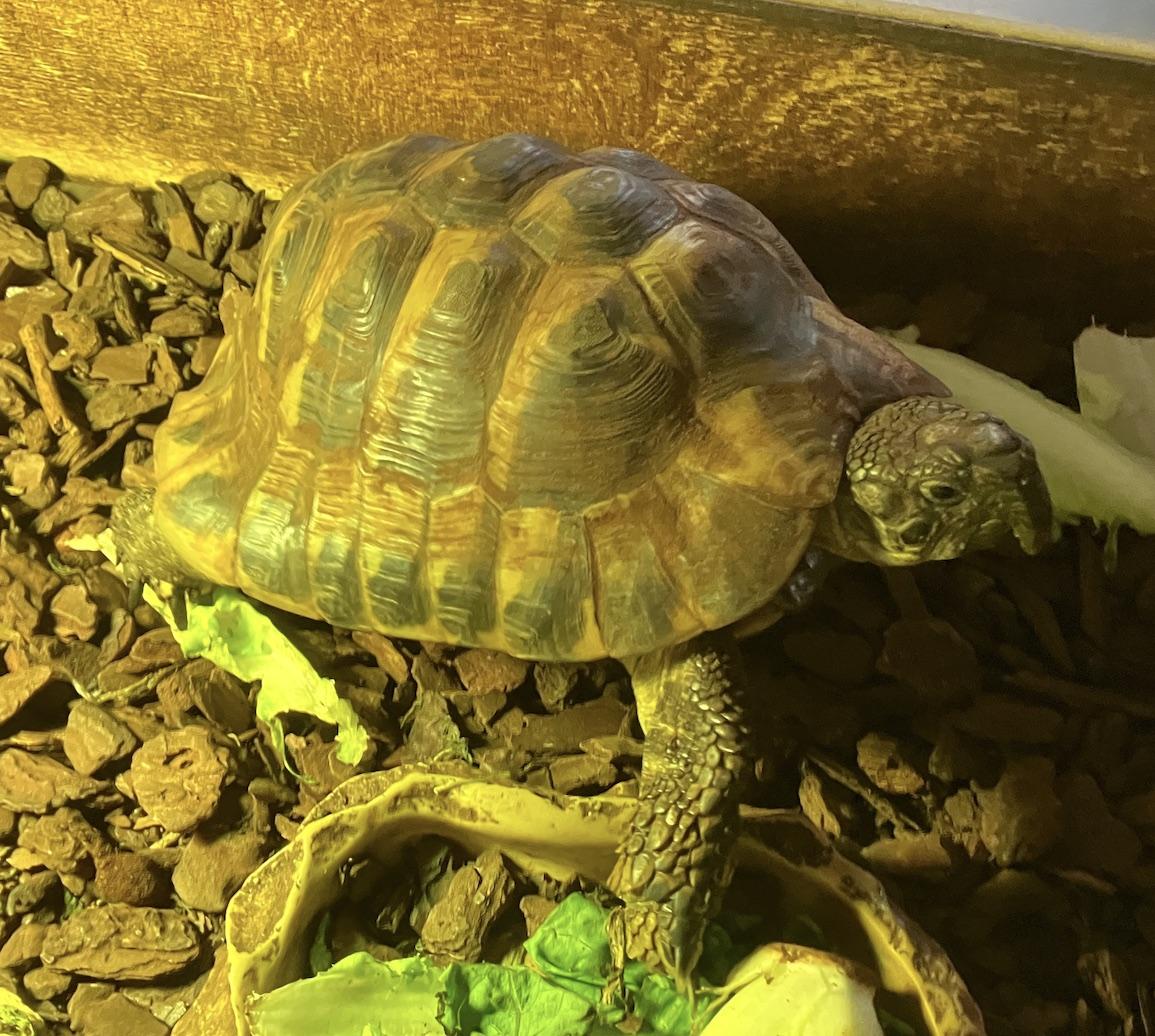 Griechische Landschildkröte. Geboren 2017