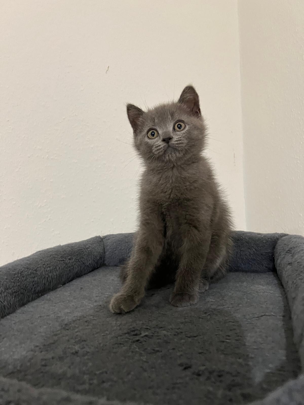 Hallo liebe Katzenliebhaber