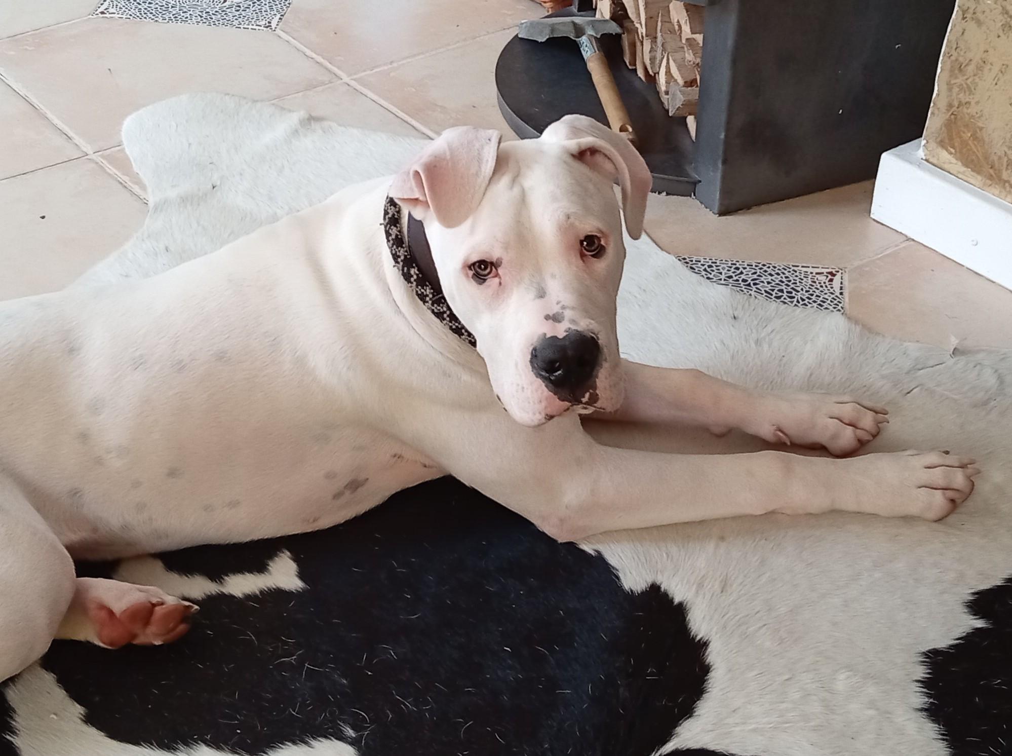 junger Dogo Argentino Rüde, 8 Monate, Schutzgeb.