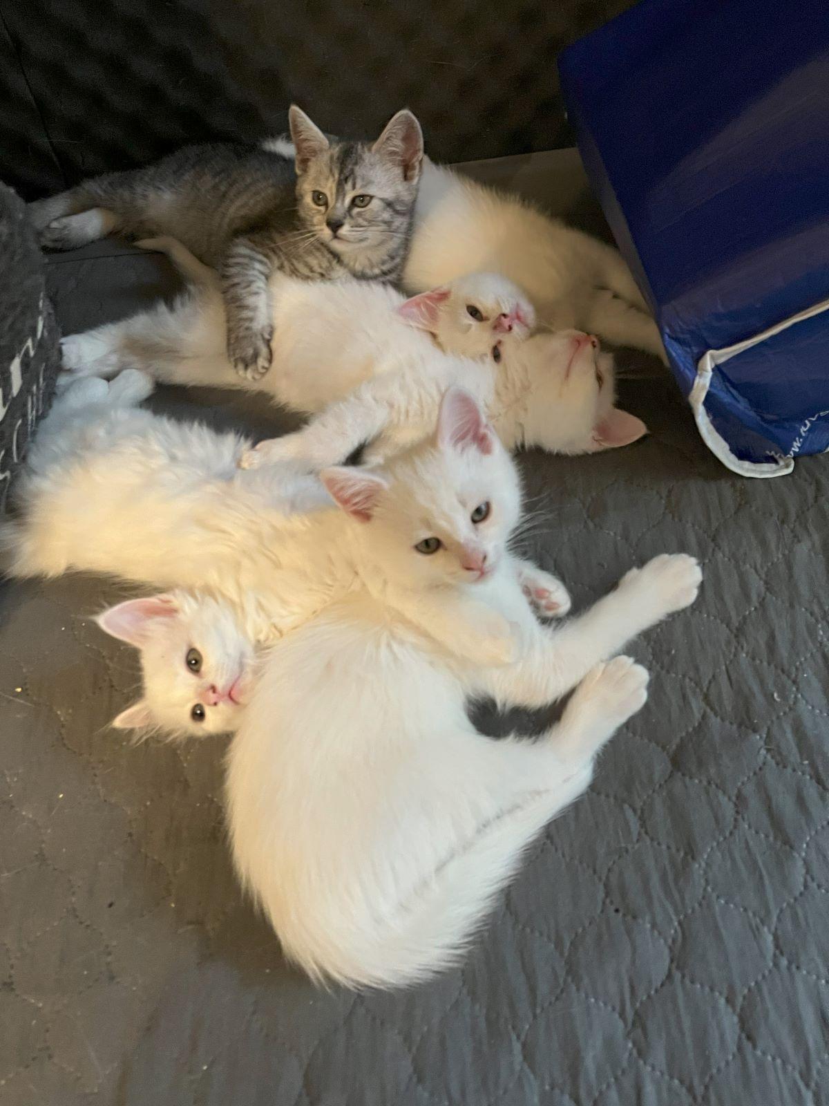 Khao Manee Mix Kitten