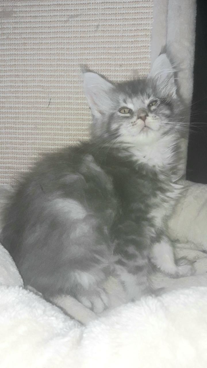 Maine Coon Katerchen, blue silber mit Stammbaum