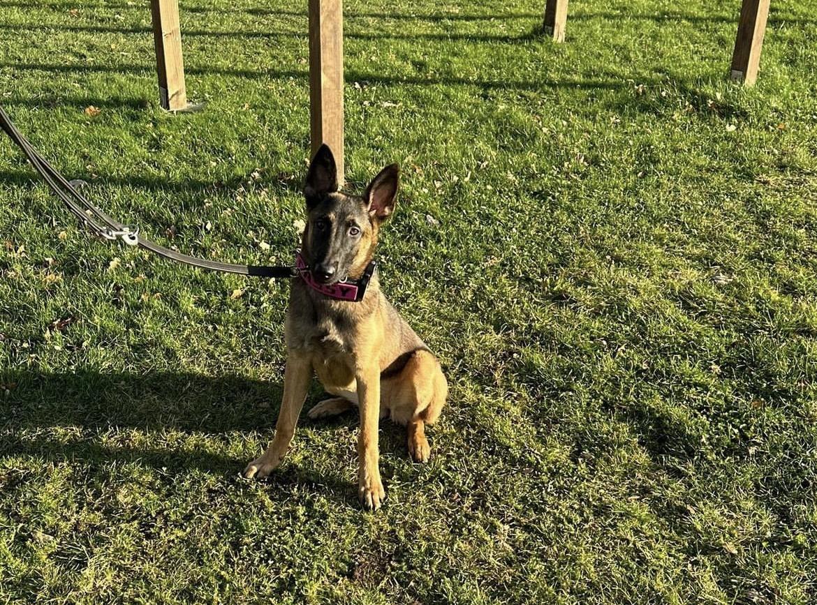 Malinois Hündin abzugeben