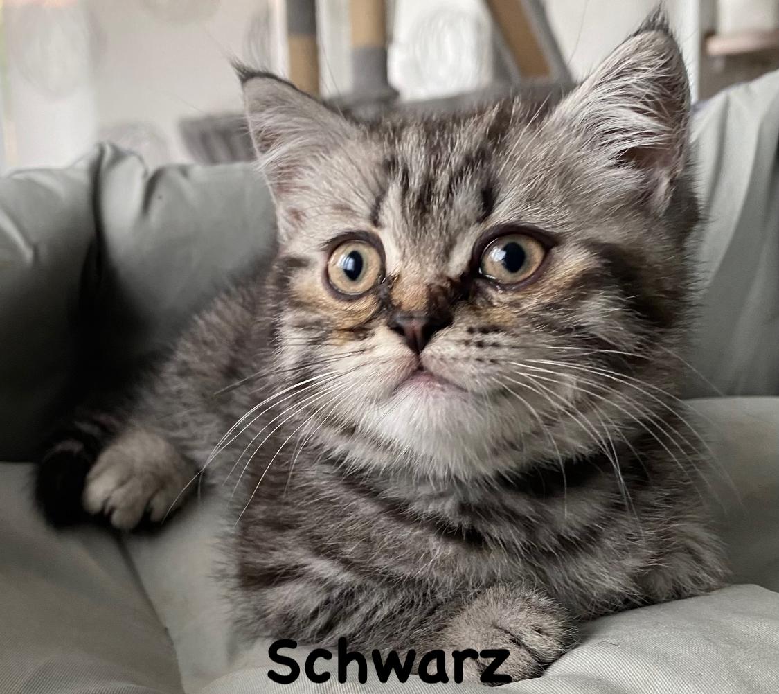 Reinrassige BKH Kitten Kater mit Stammbaum. Geimpf