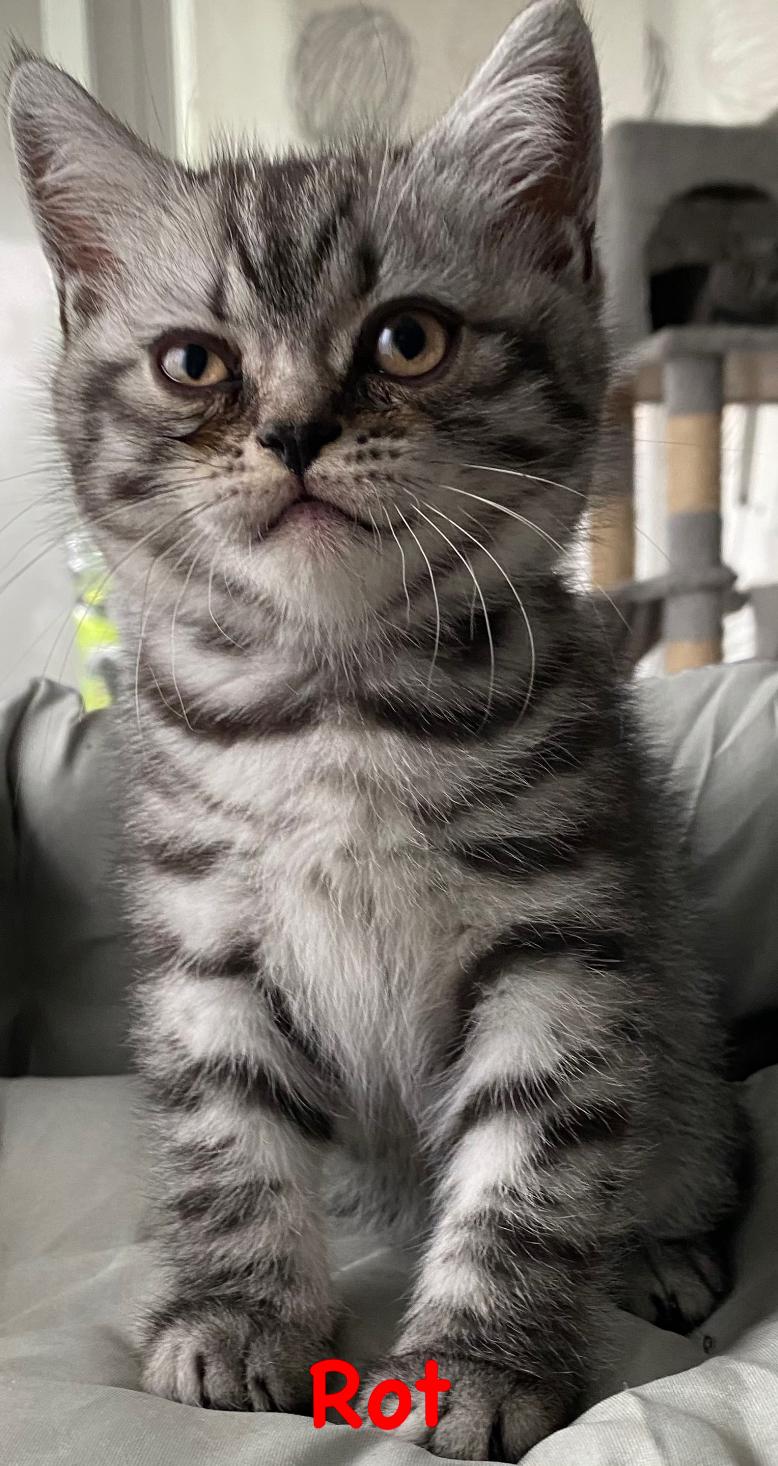 Reinrassige BKH Kitten Kater mit Stammbaum. Geimpf
