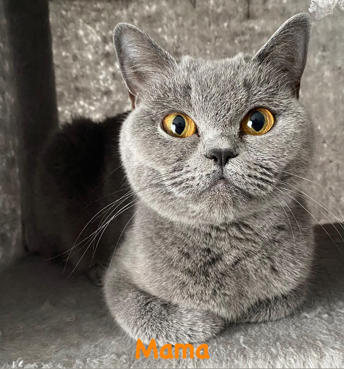 Reinrassige BKH Kitten Kater mit Stammbaum. Geimpf