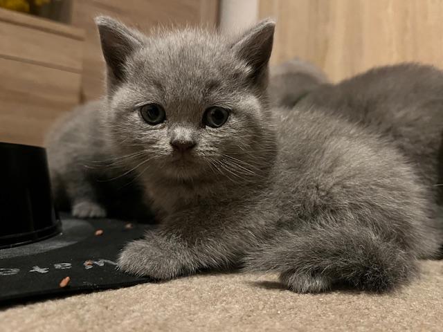 Renrassige BKH Kitten ohne Stammbaum
