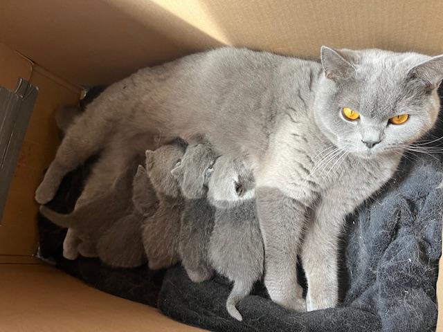 Renrassige BKH Kitten ohne Stammbaum