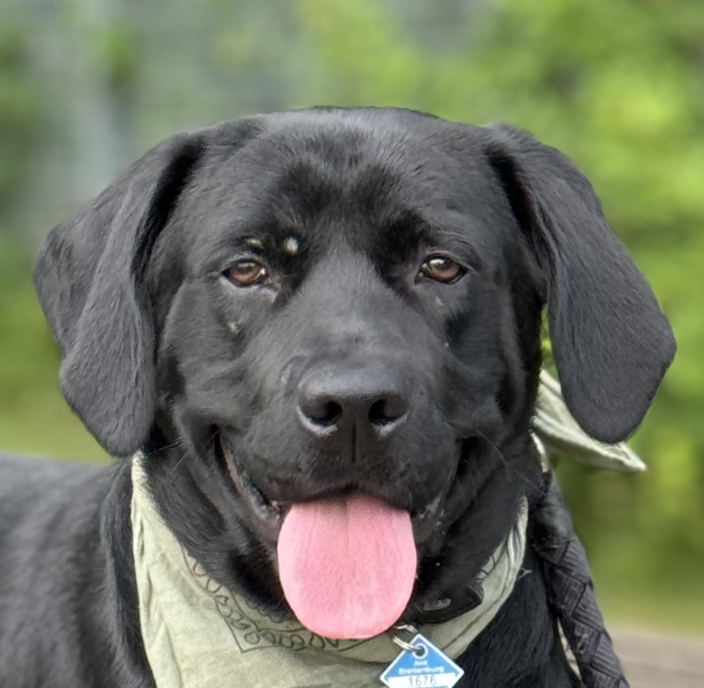 Riesenbaby sucht Zuhause