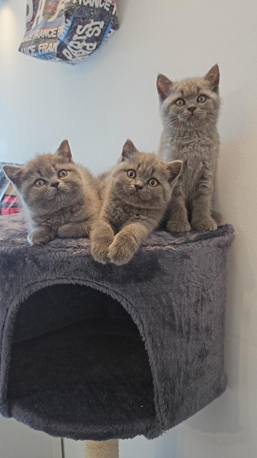 Schöne Kitten BKH !!!