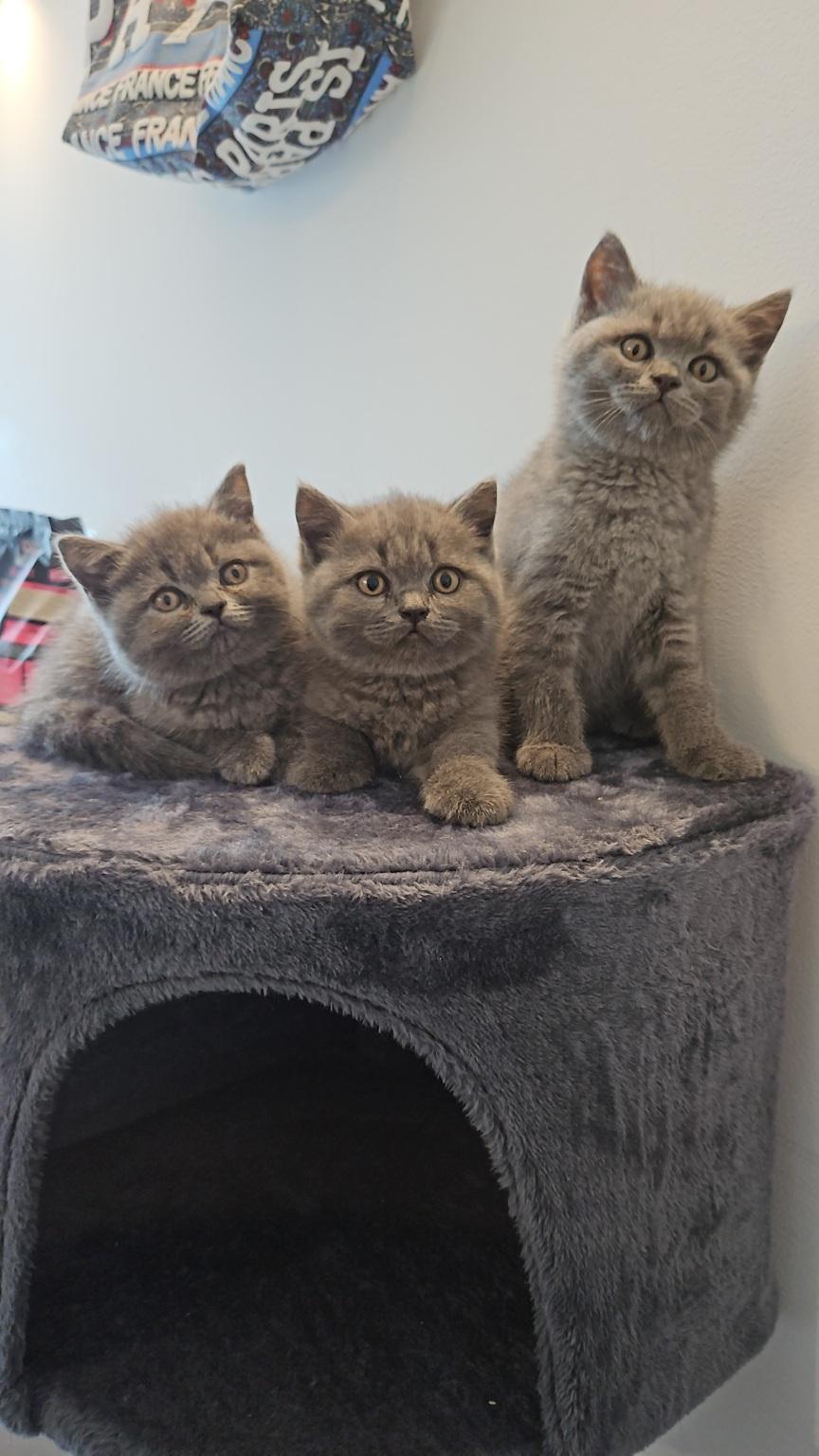 Schöne Kitten BKH !!!