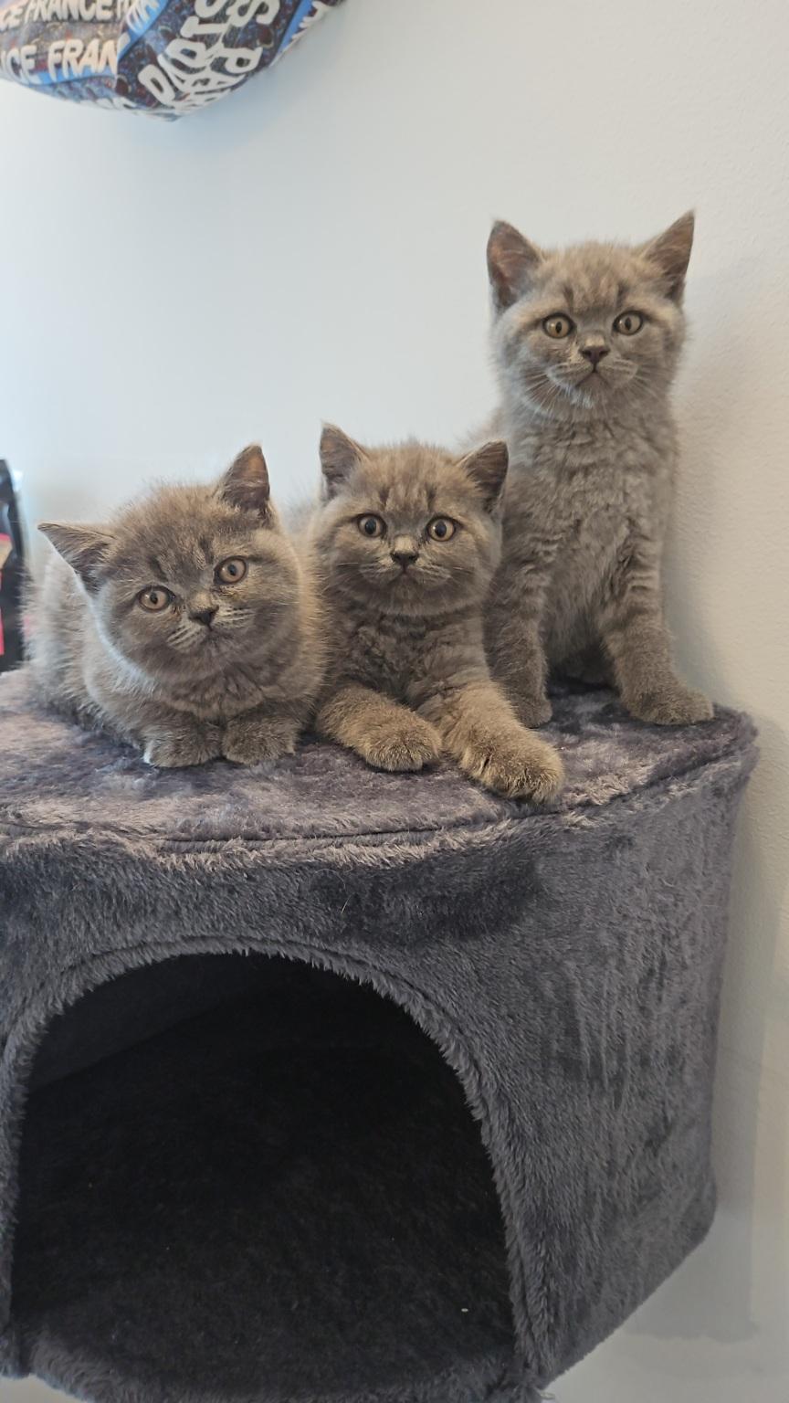 Schöne Kitten BKH !!!