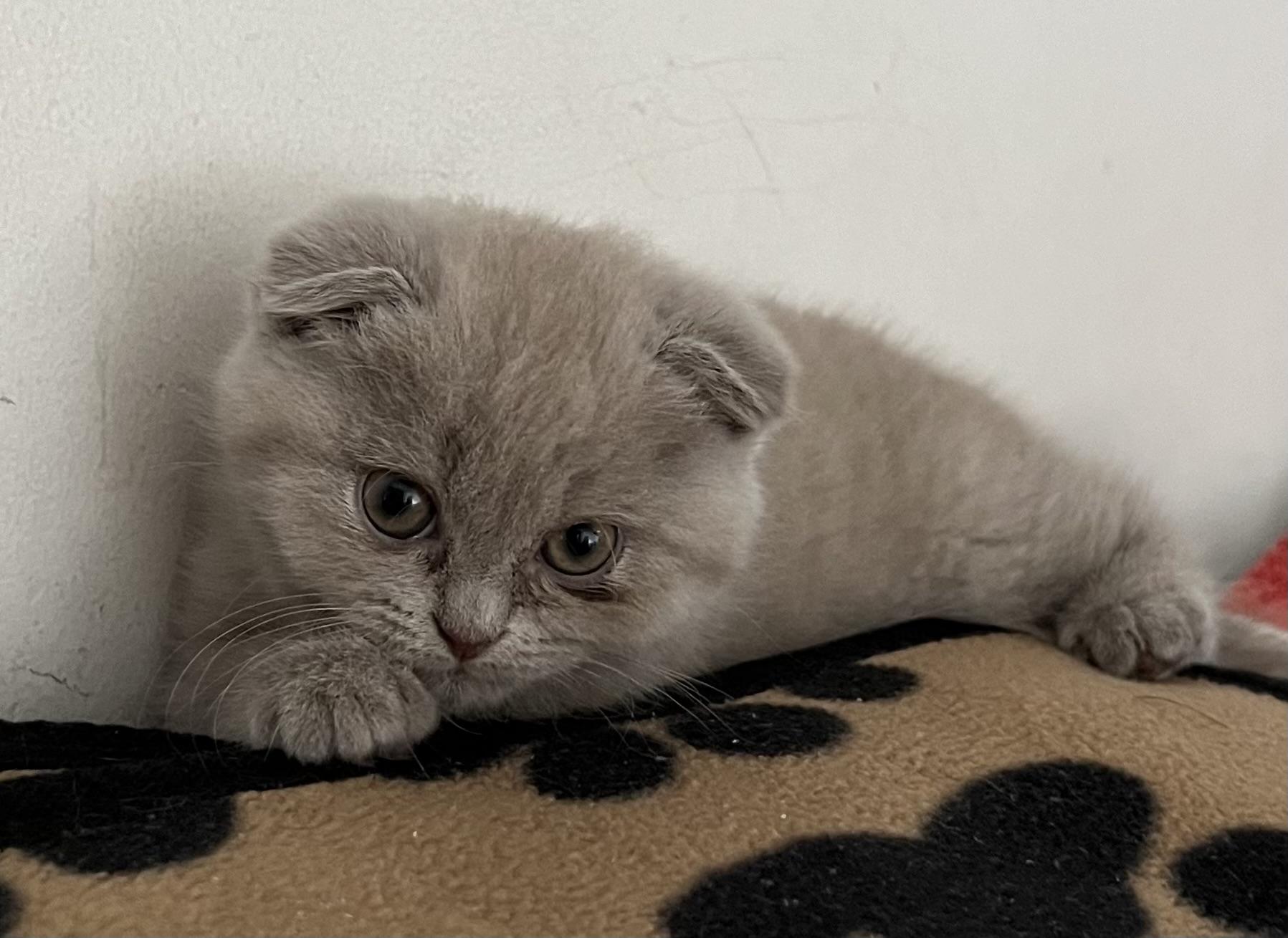 Scottish Kurzhaar Kitten