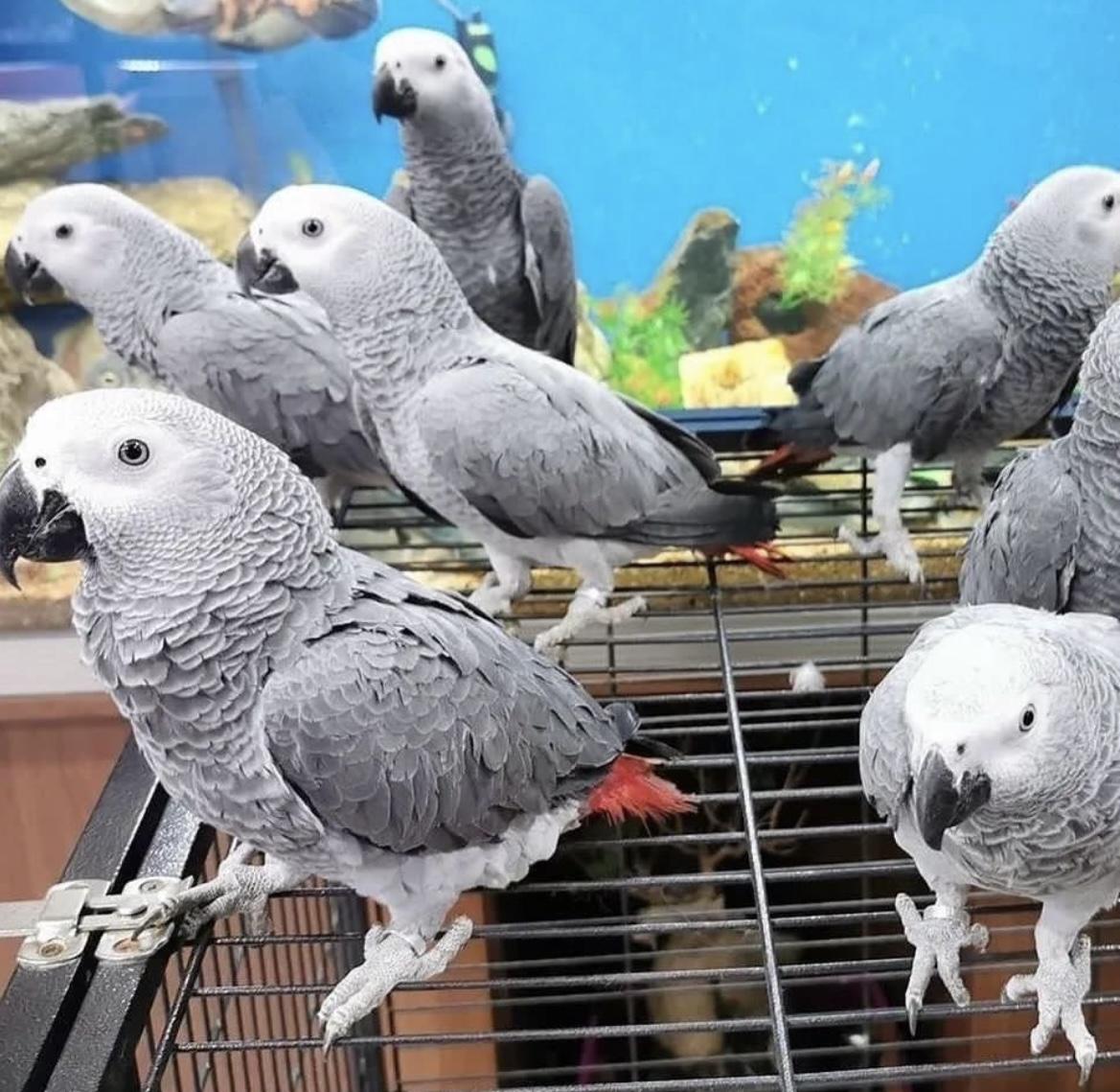 Süße Graupapageien mit Papieren