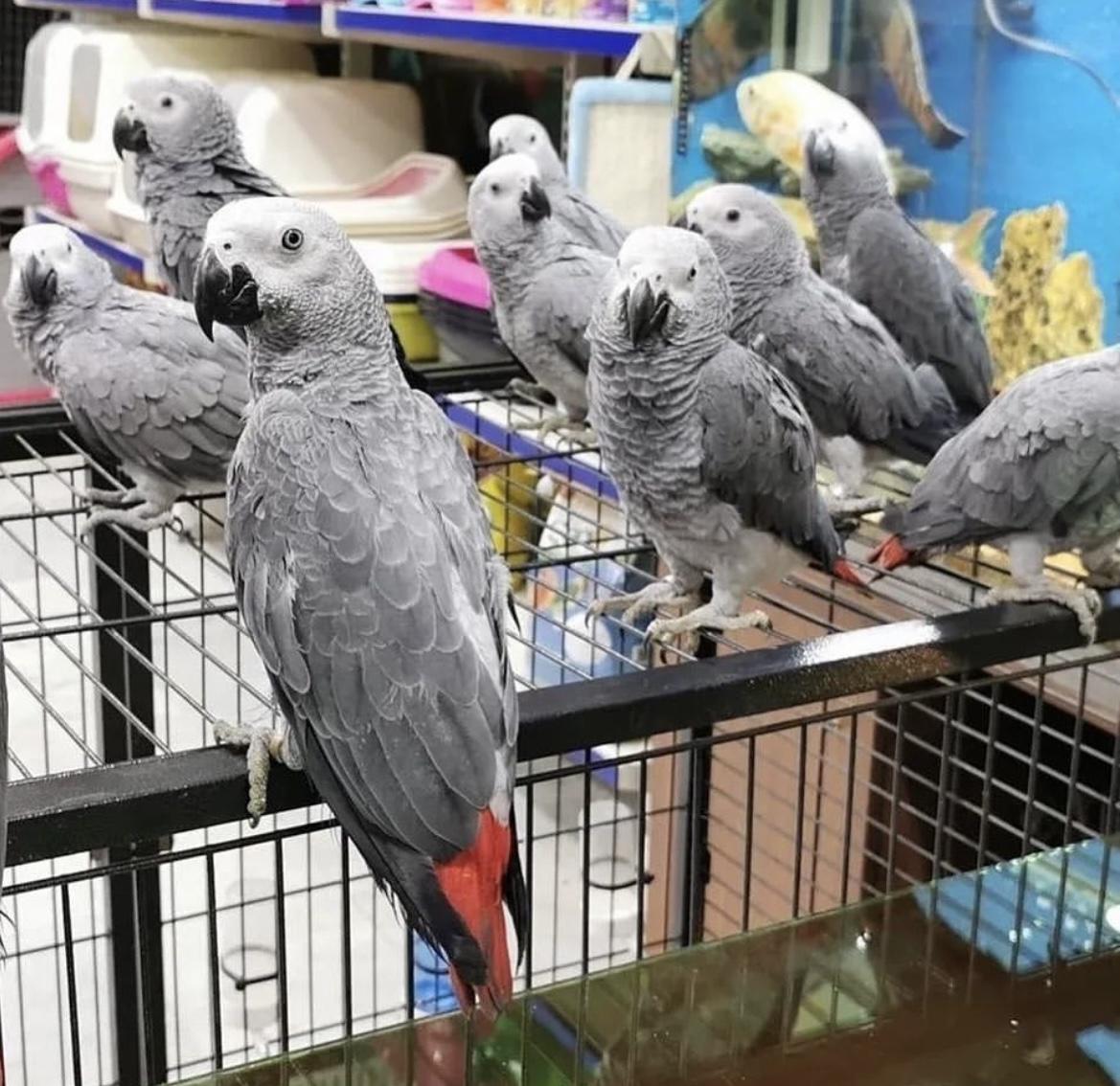 Süße Graupapageien mit Papieren