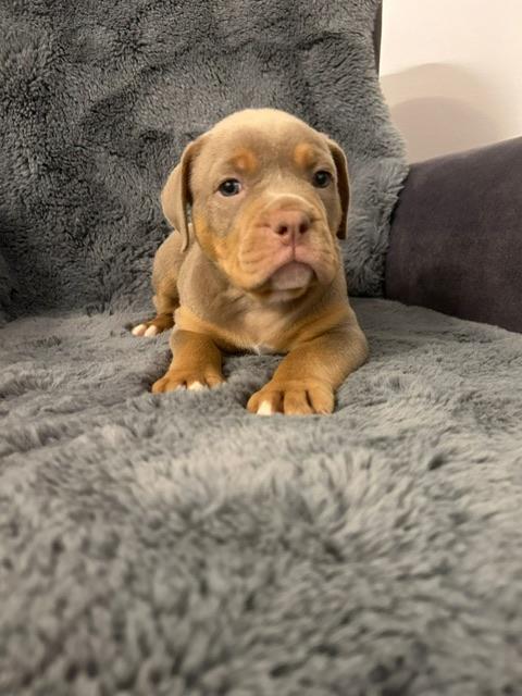 Traumhafte Old English Bulldog Welpen OEB lilac tr