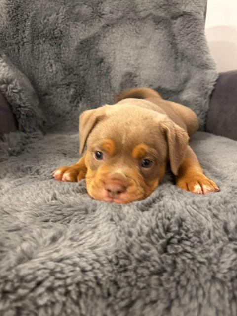 Traumhafte Old English Bulldog Welpen OEB lilac tr