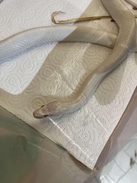 4 Kornnattern mit Terrarium