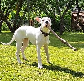 junger Dogo Argentino Rüde, 8 Monate, Schutzgeb.
