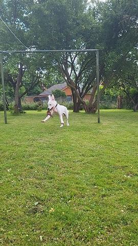 junger Dogo Argentino Rüde, 8 Monate, Schutzgeb.