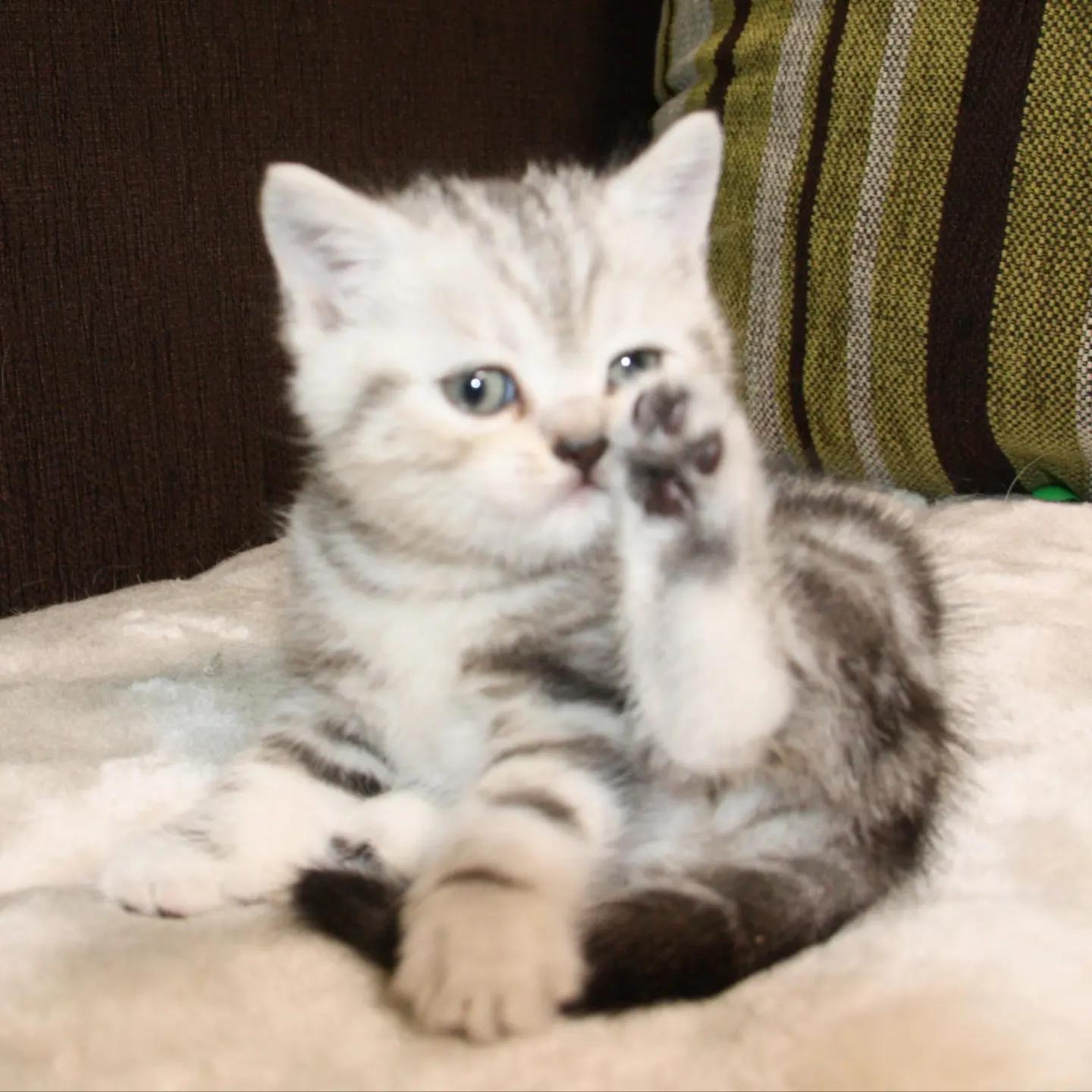 BKH Kitten