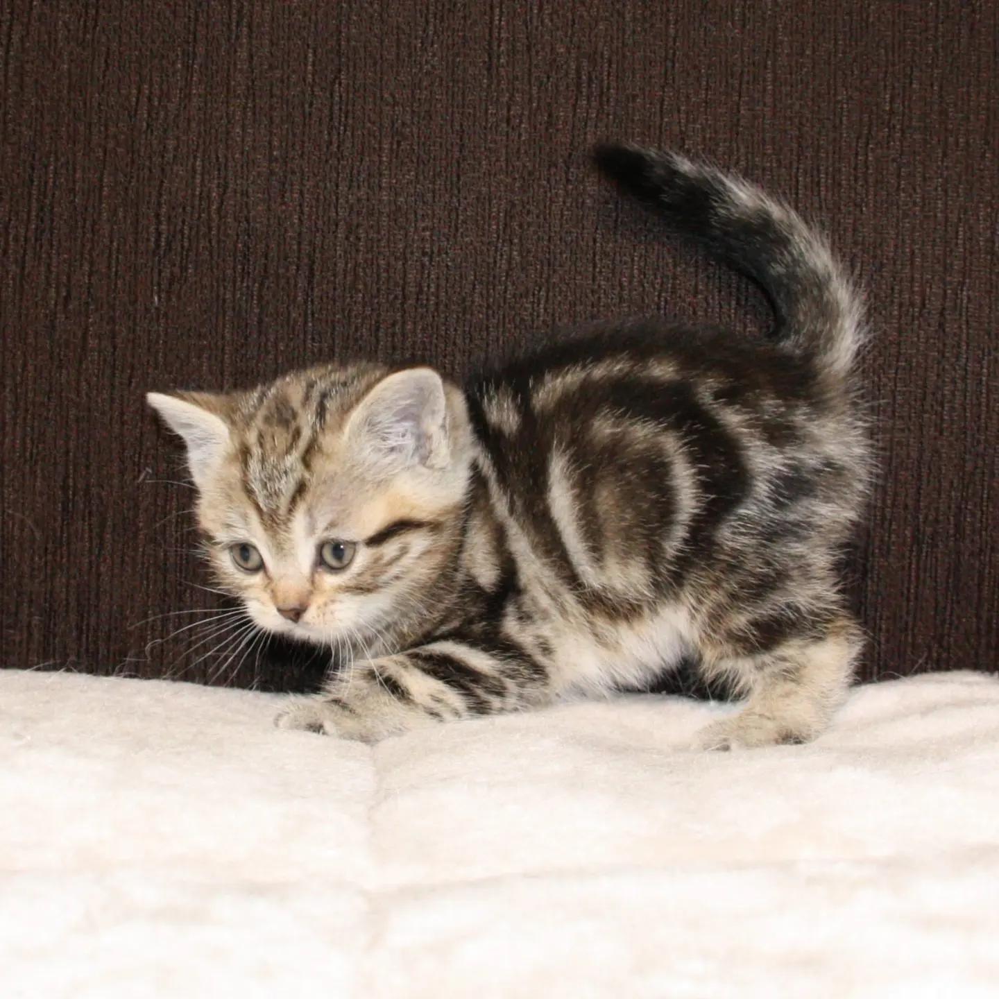 BKH Kitten