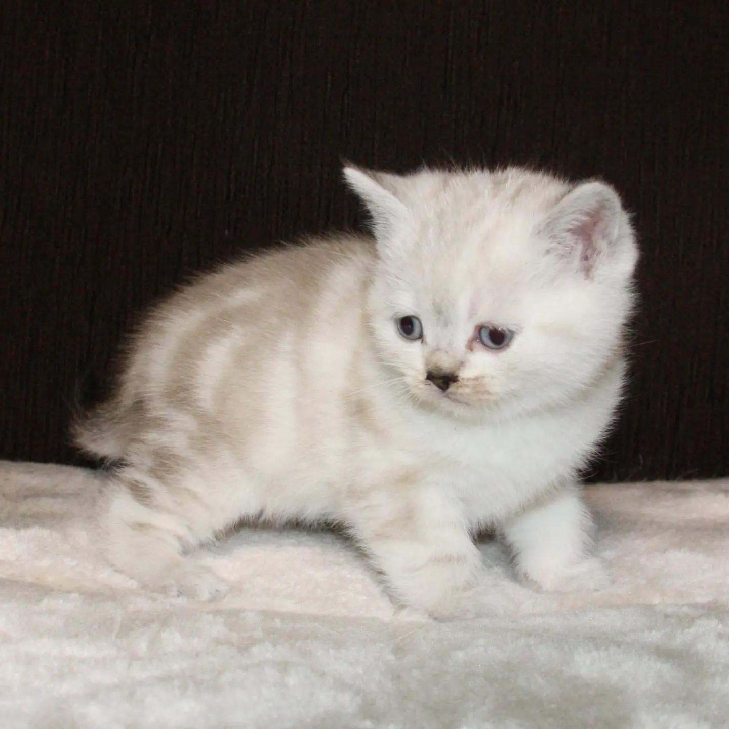 BKH Kitten