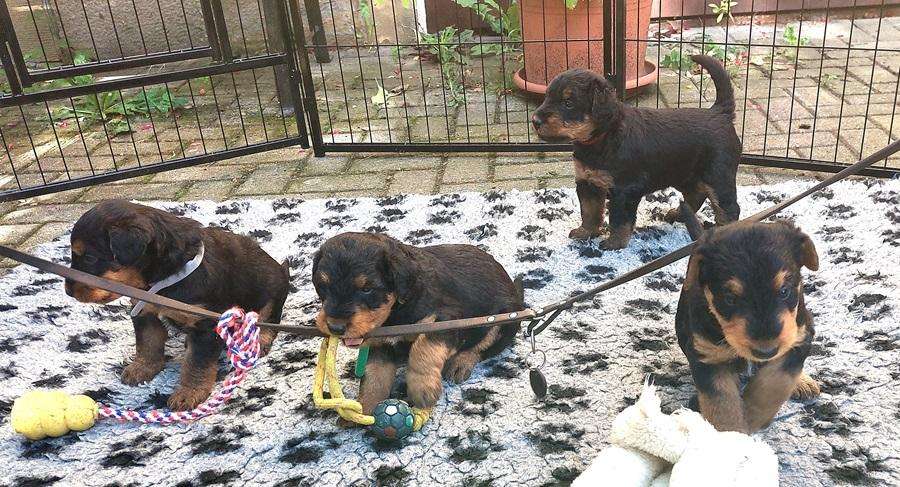 Airedale Terrier  mit VDH/ KfT Papieren von seriö