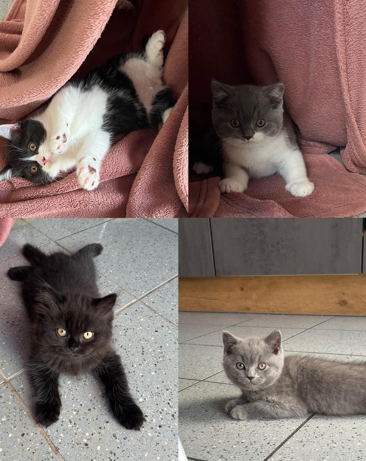 Bkh Kitten