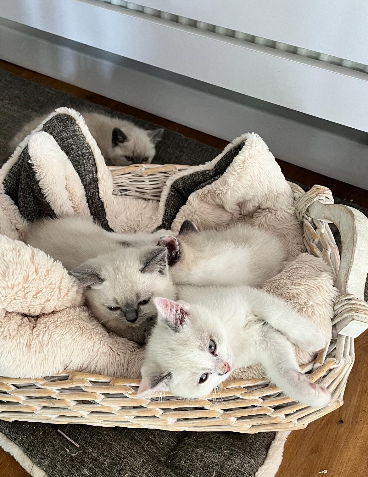 BKH Kitten Katzenbabys Kätzchen Kater abgabeberei