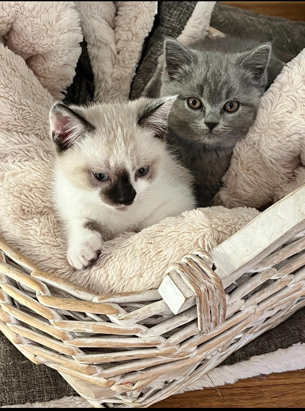 BKH Kitten Katzenbabys Kätzchen Kater abgabeberei