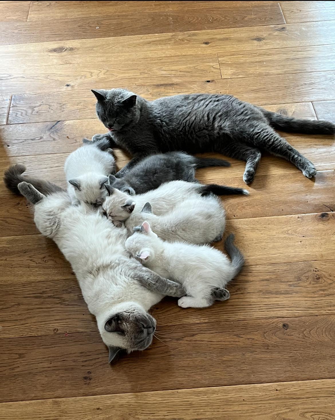 BKH Kitten Katzenbabys Kätzchen Kater abgabeberei