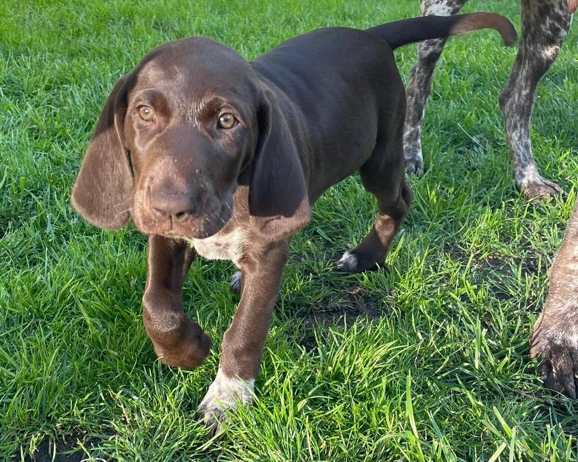 Deutsch Kurzhaar Welpe Hündin