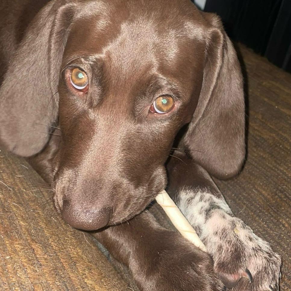 Deutsch Kurzhaar Welpe Hündin