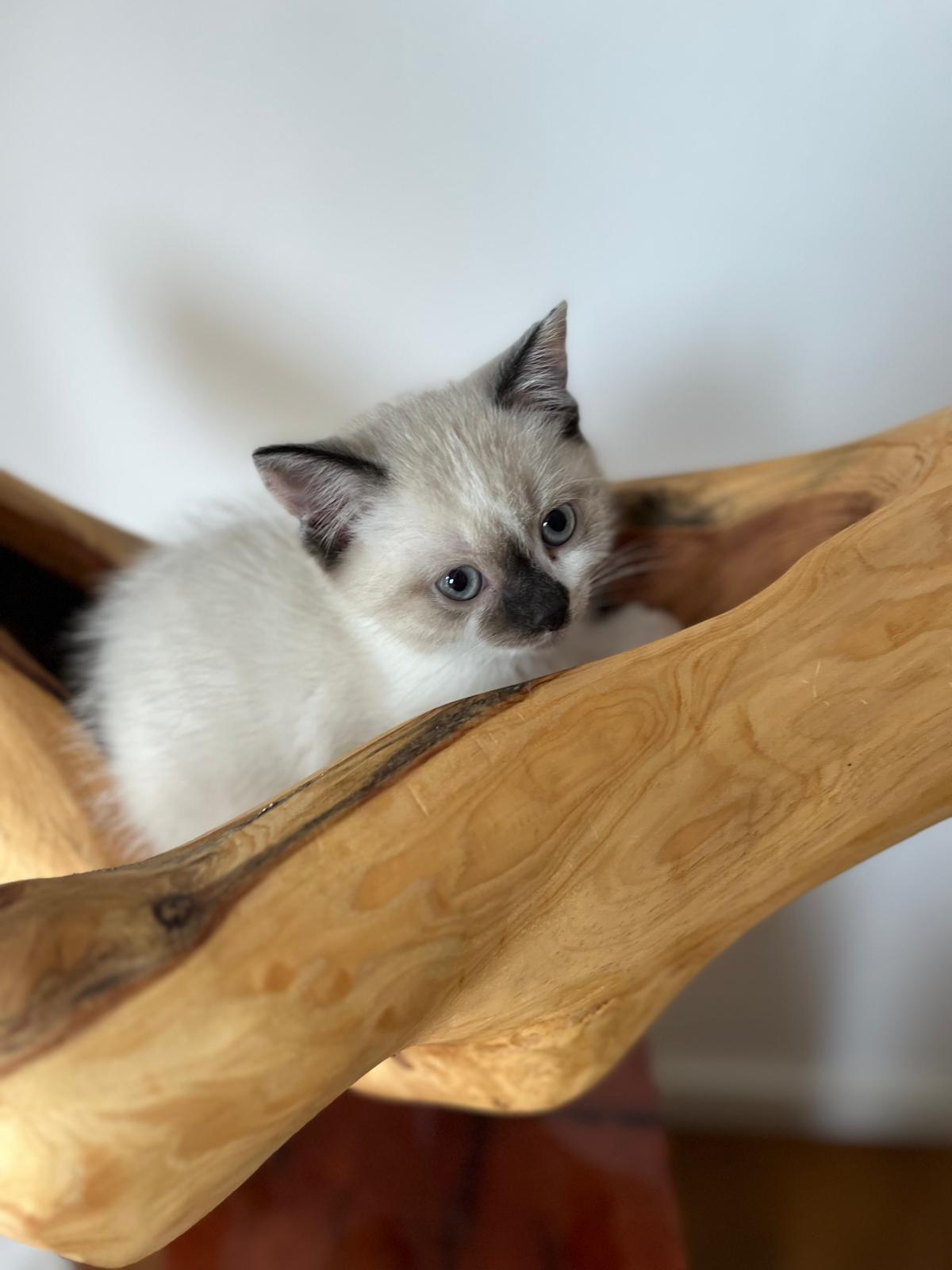 Reinrassig BKH Kitten abgabebereit Katzenbabys Kat