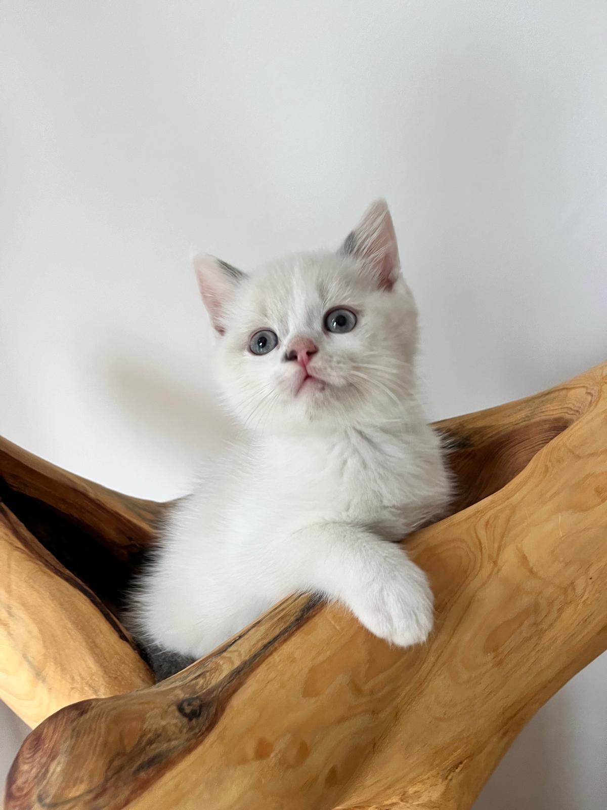 Reinrassig BKH Kitten abgabebereit Katzenbabys Kat