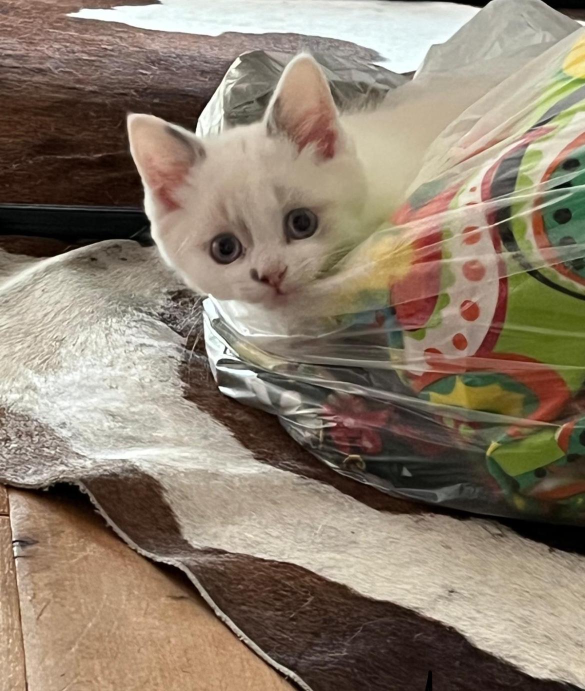 Reinrassig BKH Kitten abgabebereit Katzenbabys Kat