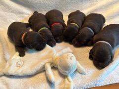 Wunderschöne Labradorwelpen in schokobraun