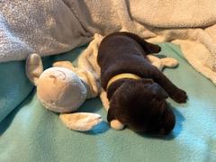 Wunderschöne Labradorwelpen in schokobraun