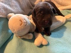 Wunderschöne Labradorwelpen in schokobraun