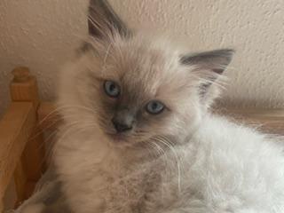 2 reinrassige Ragdoll Kitten ( Kater)