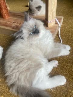 2 reinrassige Ragdoll Kitten ( Kater)