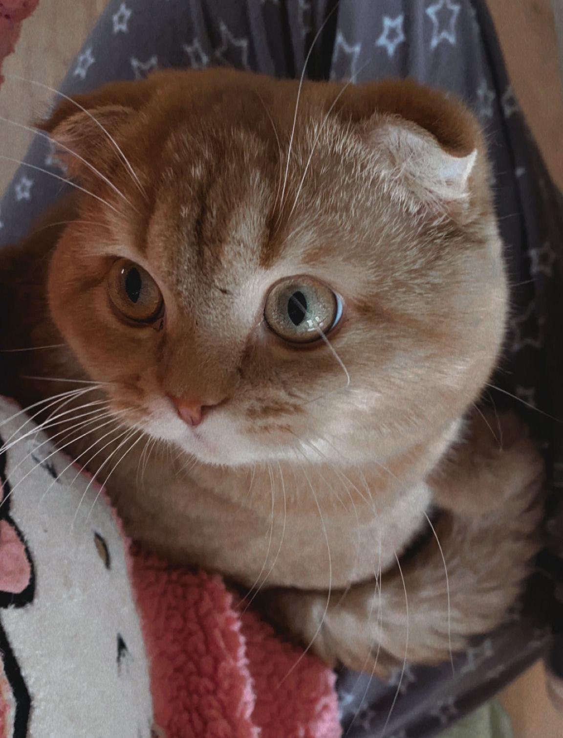 Scottish Fold Kater in seltener Farbe Cinnamon Gol