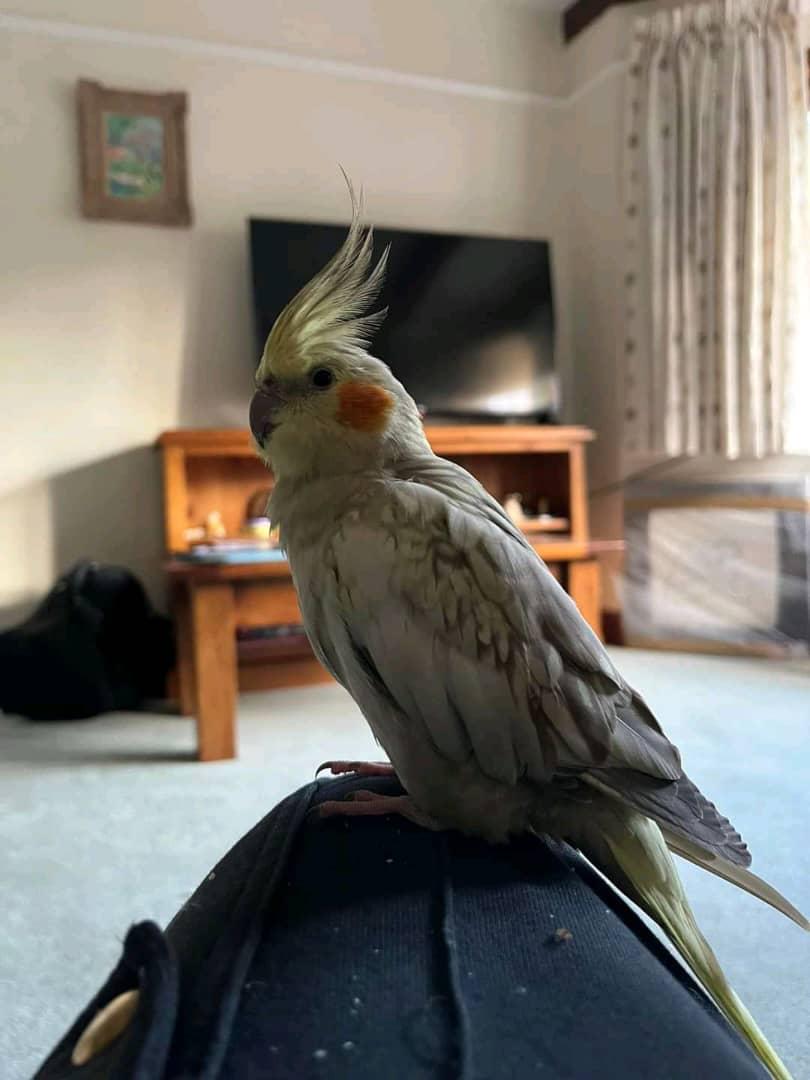 Cockatiels available