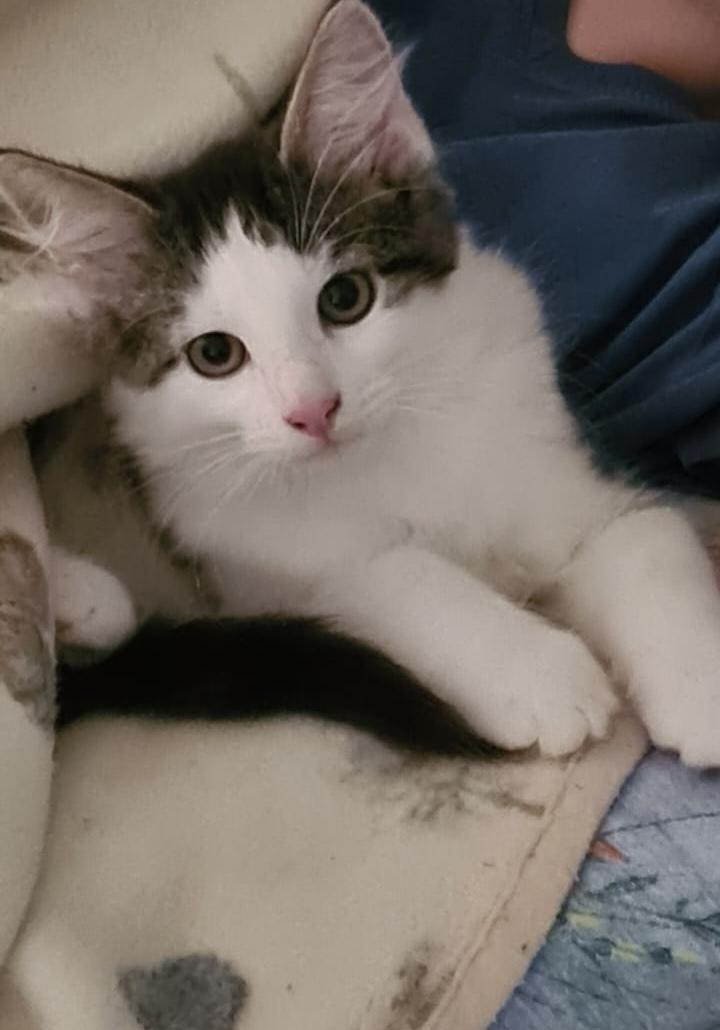 Europäisches Kätzchen