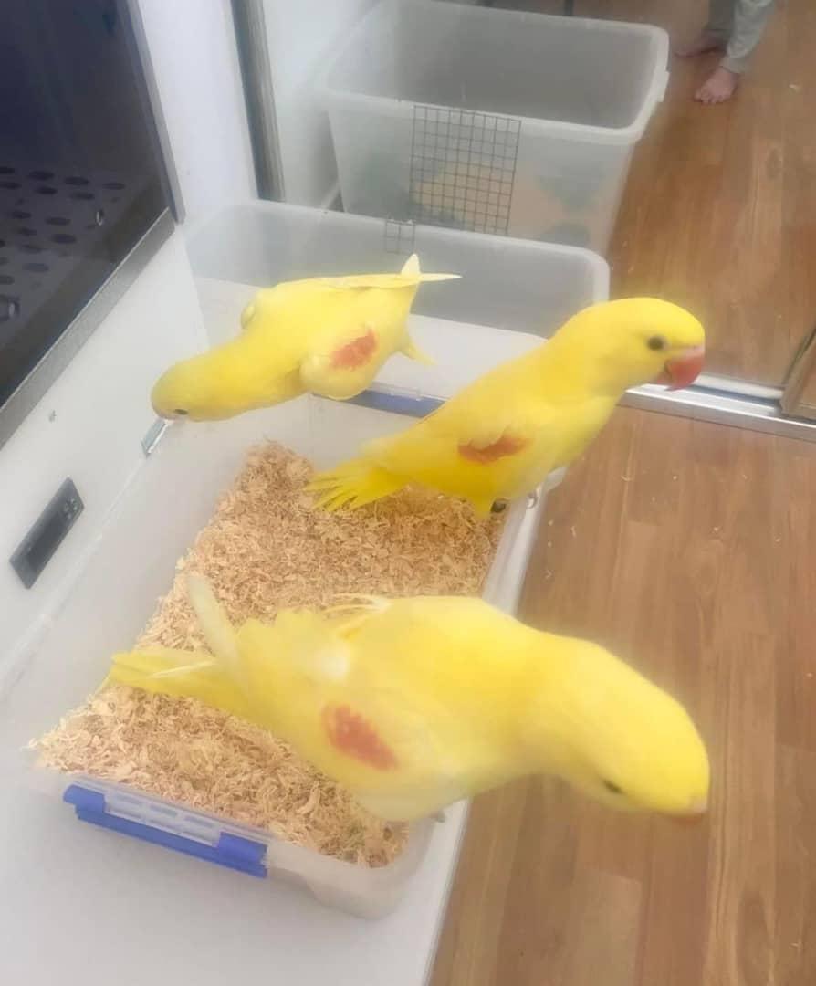 Lutino Alexandrine available